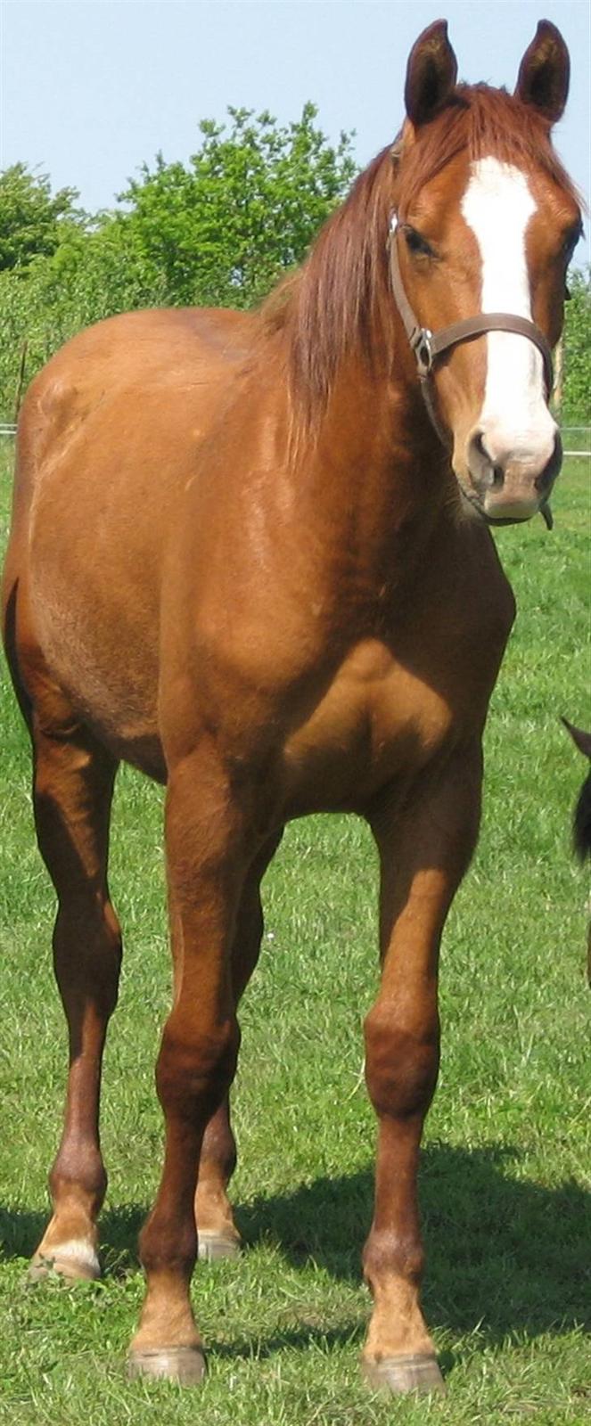 Dansk Varmblod GraversgaardsDiablo solgt - Diablos mor Cheri billede 13