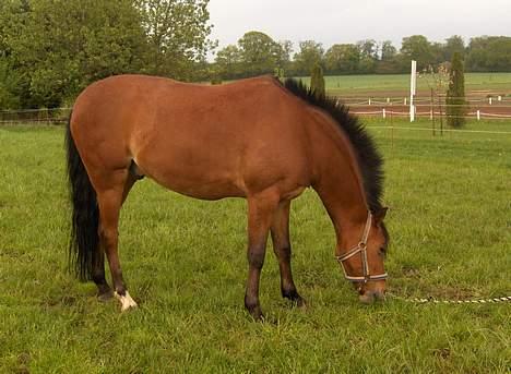 New Forest Nørregaards Bob (Fire)    - Fire nyder græsset.. billede 1