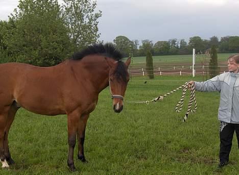 New Forest Nørregaards Bob (Fire)    - Den lille skønhed står jo og er et fotogen:) billede 2