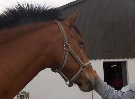 New Forest Nørregaards Bob (Fire)    - Fire, der står foran stalden. billede 3