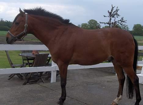 New Forest Nørregaards Bob (Fire)    - Der har vi jo hele Fire. billede 5