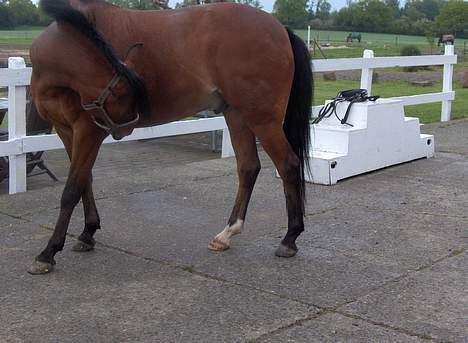 New Forest Nørregaards Bob (Fire)    - Det kløer! billede 6