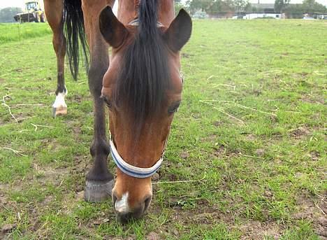 New Forest Nørregaards Bob (Fire)    - Fire går på jordfold, men vil gerne på græs! billede 8