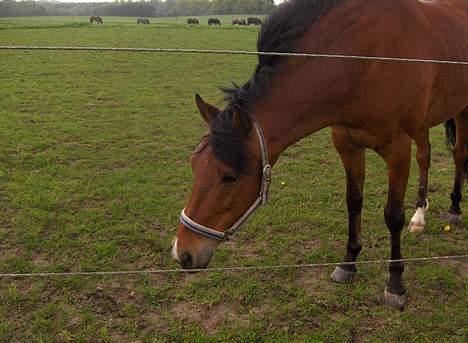 New Forest Nørregaards Bob (Fire)    - Fire vil ind, eller på græsfold! billede 9