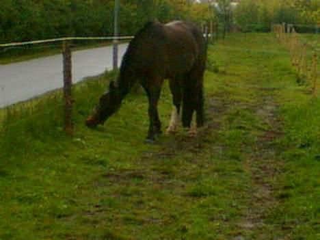 Oldenborg Joy -> R.I.P Altid savnet - Joy har fundet noget beder græs under stødhegnet =) billede 8