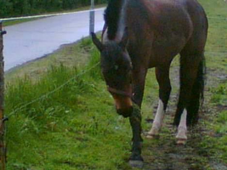 Oldenborg Joy -> R.I.P Altid savnet - Dum regnvejers dag billede 9