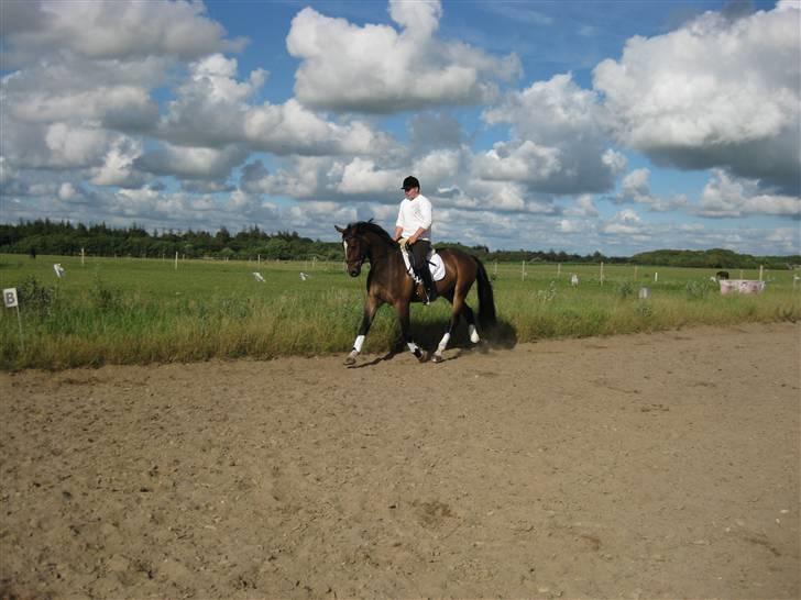 Dansk Varmblod West Side Wonder Choice *R.I.P.* billede 1