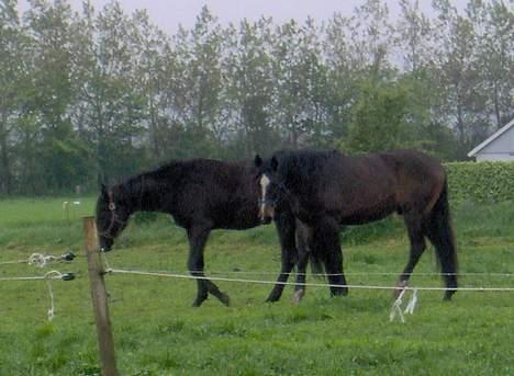 Dansk Varmblod West Side Wonder Choice *R.I.P.* billede 2