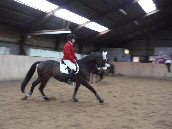 Dansk Varmblod West Side Wonder Choice *R.I.P.* billede 3