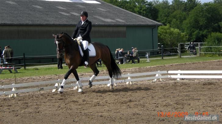 Dansk Varmblod West Side Wonder Choice *R.I.P.* billede 4