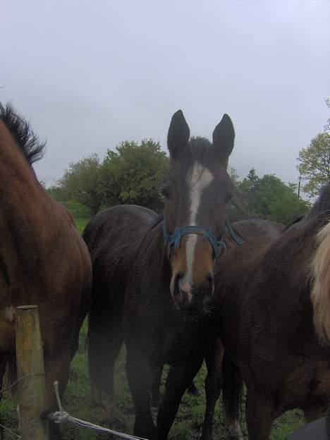 Dansk Varmblod West Side Wonder Choice *R.I.P.* billede 5