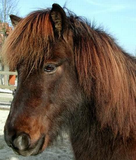 Anden særlig race Mini billede 1