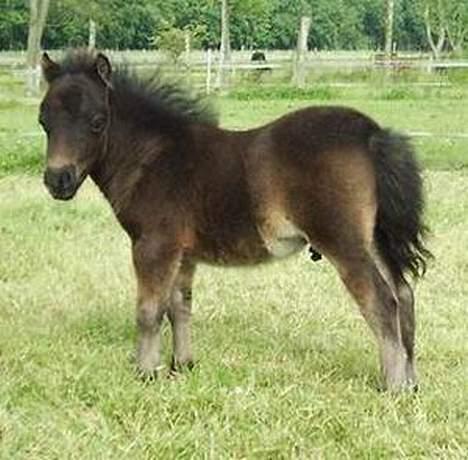 Anden særlig race Mini billede 2