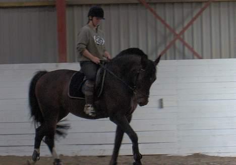 Oldenborg Joy -> R.I.P Altid savnet - Ridning på Østergården billede 10