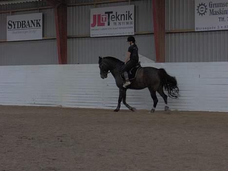 Oldenborg Joy -> R.I.P Altid savnet - mere ridning billede 12