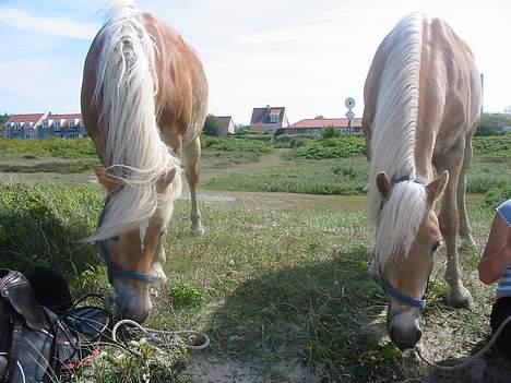 Tyroler Haflinger Tinni - Tinni til venstre og hendes fold kammerrat til højre. billede 6