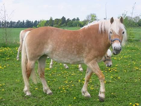 Tyroler Haflinger Tinni - Tinni på folden. billede 9