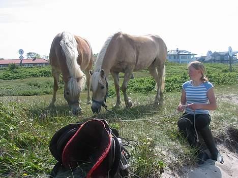 Tyroler Haflinger Raika - Raika til højre Tinni til venstre. vi er på stranden. billede 9