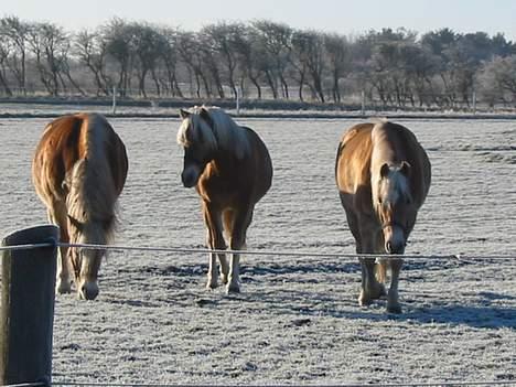 Tyroler Haflinger Raika - Fra venstre Tinni, Wiktor og Raika på folden en frost klar morgen. billede 12