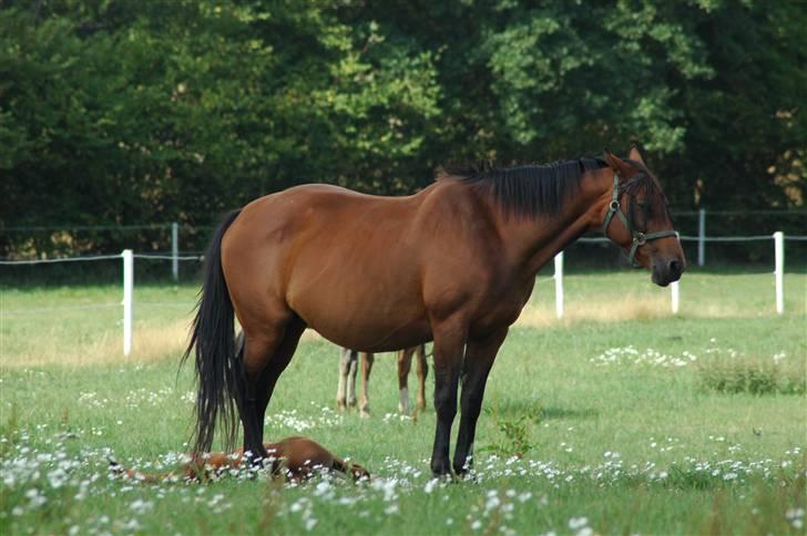 Dansk Varmblod Luna billede 1