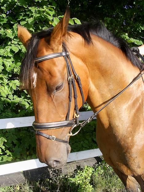 Dansk Varmblod Rondo Quintus, Solgt, R.I.P. - nr 7, Rondo den smukke billede 6