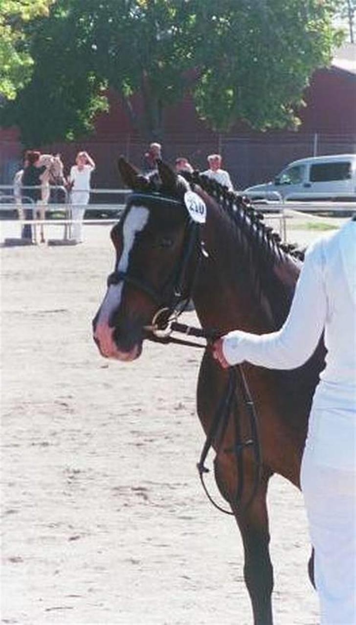 Anden særlig race Bubber, solgt - St. 2005 vandt sin klasse og kom blandt de 9 til dagens hest billede 18