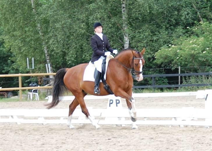 Dansk Varmblod Sylvester Stallone- SOLGT - DSA for 6 års i ballerup billede 2