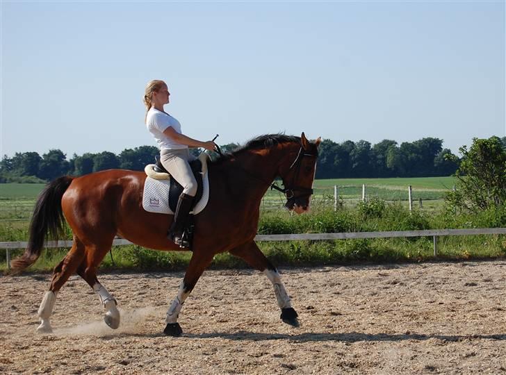 Dansk Varmblod Sylvester Stallone- SOLGT - sidetraversade til venstre billede 3