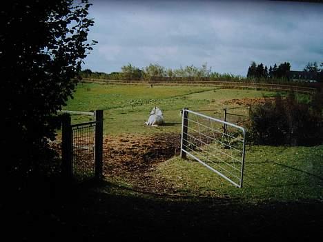 Anden særlig race ~Solsikkens Tulle '{død}' - Jeg har lige strilet hende såååå smukt, og så ruller hun sig. billede 10