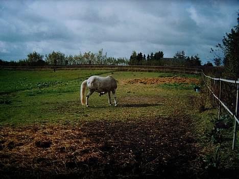 Anden særlig race ~Solsikkens Tulle '{død}' - Nøj, vor det klør! billede 11