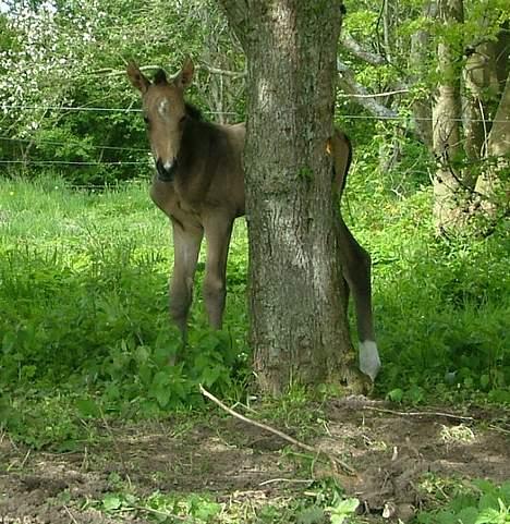 Anden særlig race Søndervangens Diva *solgt billede 2