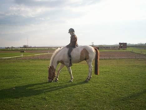 Pinto Stald Poppels Gentleman  - Hygger  billede 17