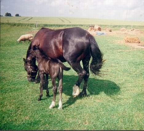 Welsh Cob (sec D) Haymos Chagal <3 Sov sødt <3 - Baby Chagal<3 :´ D billede 6