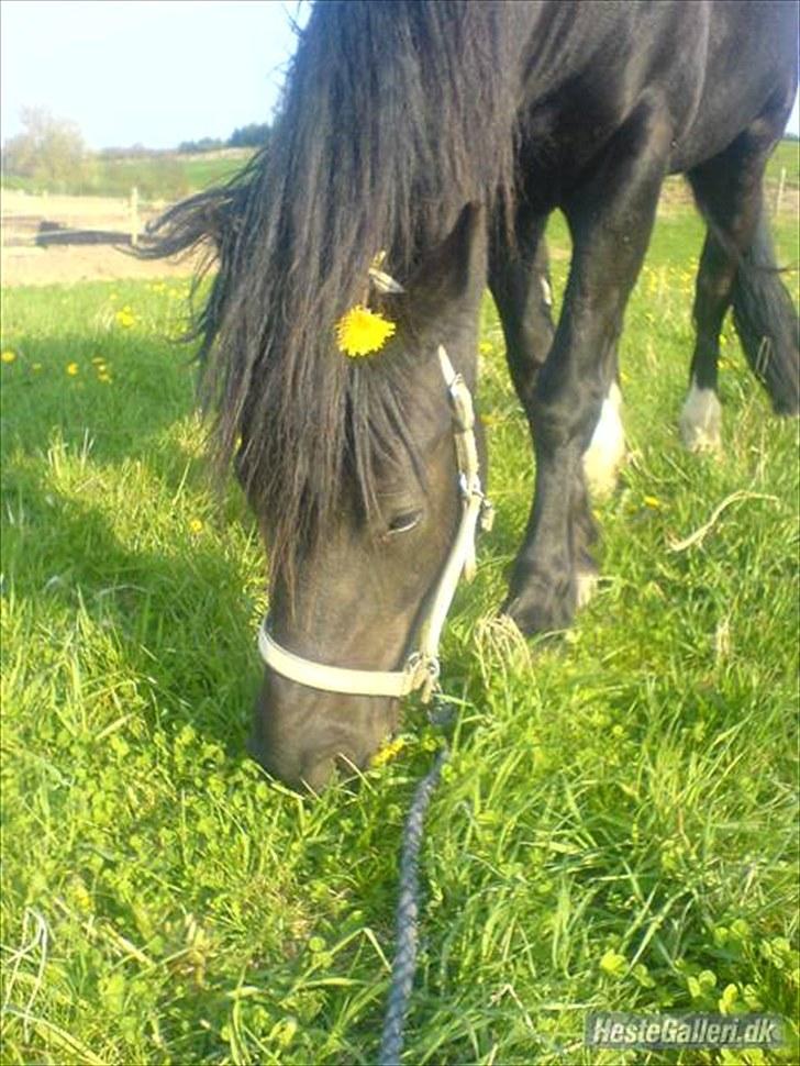 Welsh Cob (sec D) Haymos Chagal <3 Sov sødt <3 - <3 billede 7