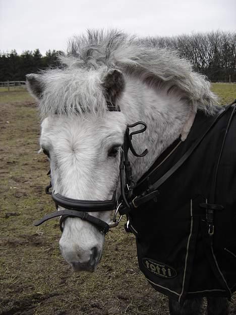 Shetlænder Højvangs Lille Claus - Lille Claus i Feb 2006 billede 2