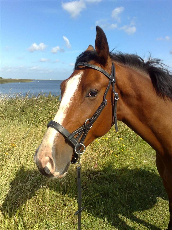 Traver Iron Flamingo # R.I.P # billede 1