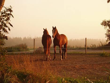 Traver Iron Flamingo # R.I.P # - Iron og Isabella på folden en smuk morgen ved solopgang... billede 2