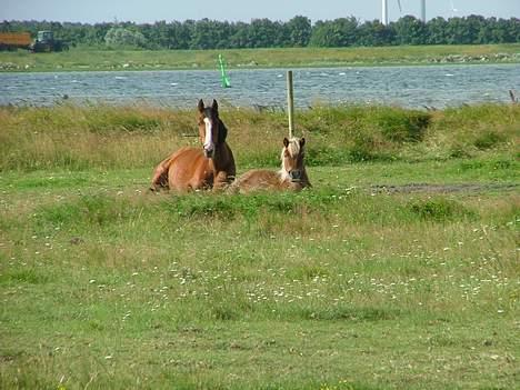 Traver Iron Flamingo # R.I.P # - Ligger og nyder livet med min bedste ven Bertha. billede 6