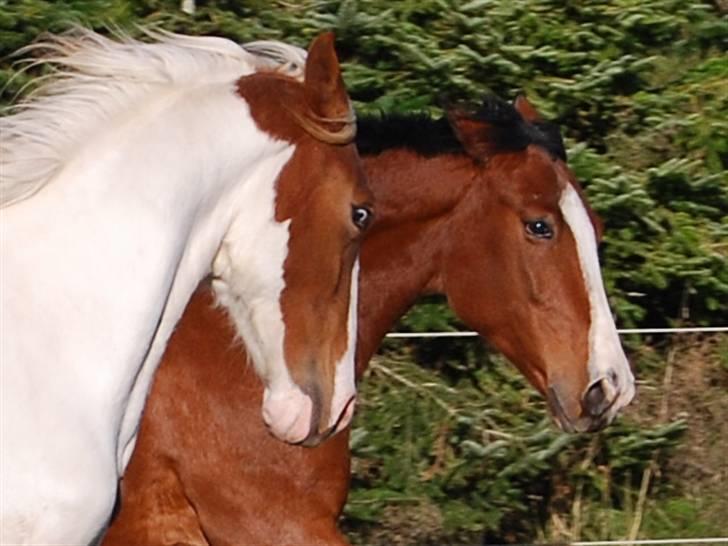 Traver Iron Flamingo # R.I.P # billede 10