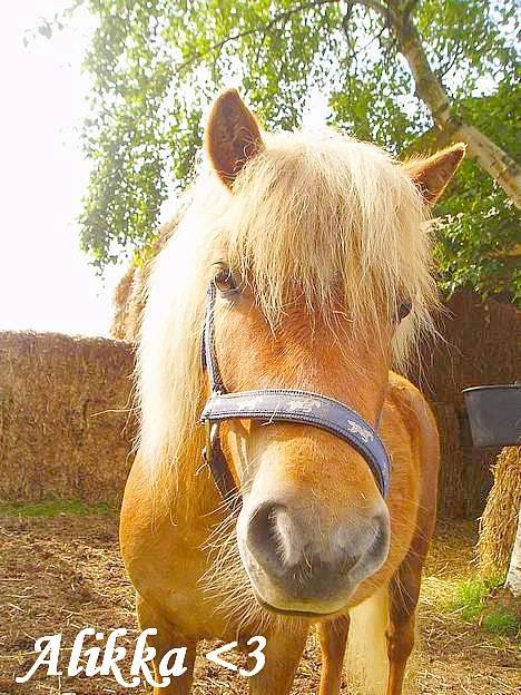 Shetlænder Alikka (Bertha) R.I.P. - Er jeg ikke bare sød??? billede 1