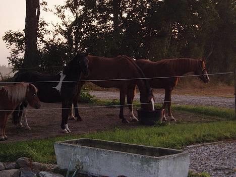 Shetlænder Alikka (Bertha) R.I.P. - Bertha står og nyder en smuk solopgang, sammen med resten af flokken... billede 3