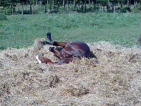 Traver Iron Flamingo # R.I.P # - Skønt med en rulletur efter et bad ;-) billede 13