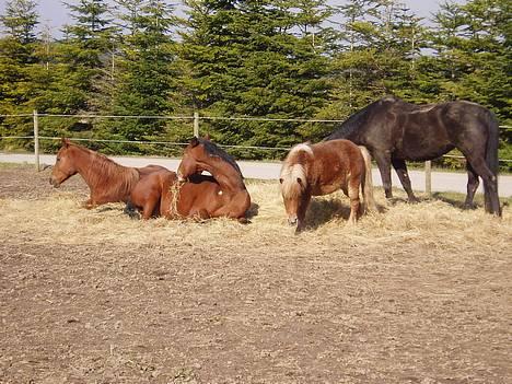 Traver Iron Flamingo # R.I.P # billede 15