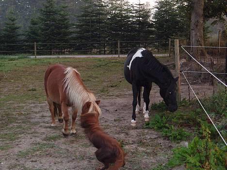 Shetlænder Alikka (Bertha) R.I.P. - Bertha leger med Mille ;-) billede 9