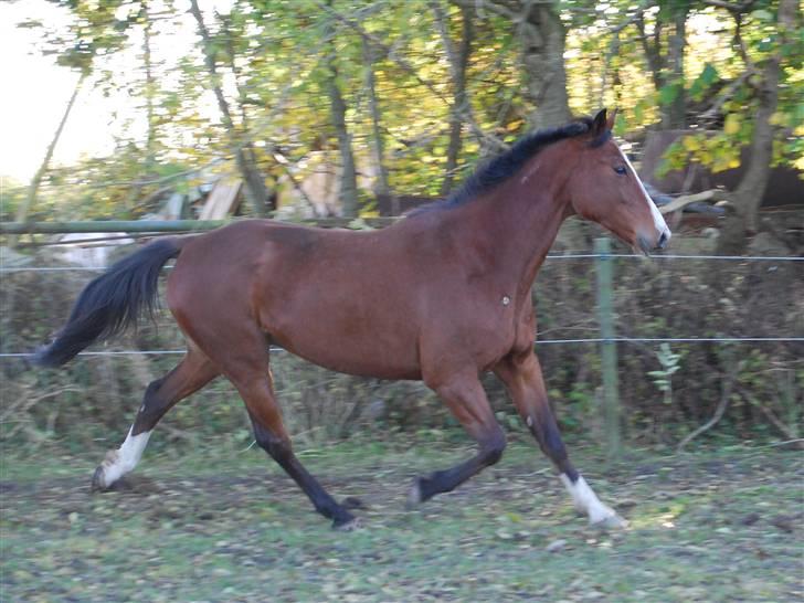 Traver Iron Flamingo # R.I.P # billede 18