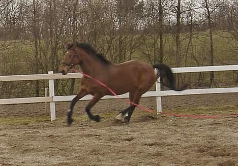 Dansk Varmblod Fabienne Foldager RDH  - Fabienne hos Vibeke Rasmussen billede 5