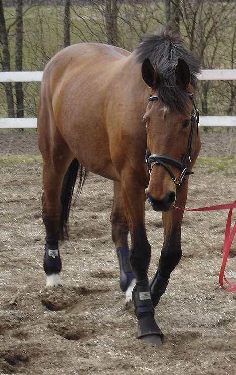 Dansk Varmblod Fabienne Foldager RDH  - Fabienne osse hos Vibeke Rasmussen billede 6