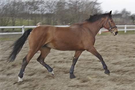 Dansk Varmblod Fabienne Foldager RDH  - Fabienne igen hos Vibeke Rasmussen billede 7