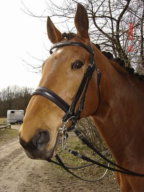 Dansk Varmblod Fabienne Foldager RDH  - Fabienne på Edelgården billede 8