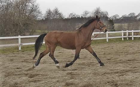 Dansk Varmblod Fabienne Foldager RDH  - Fabienne også hos Vibeke Rasmussen billede 9